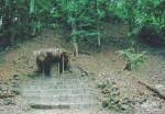 one of the temples covered by the jungle