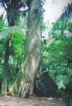 me in front of an about 600yrs old ceiba tree