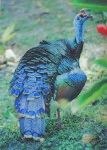 Ocellated Turkey