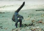 Ring-Tailed Coati